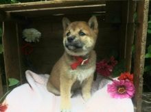 Shiba Inu puppies