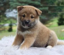 Shiba Inu puppies for adoption