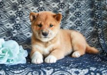 Shiba Inus,2 left.