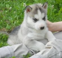 Sweet Siberian Husky puppies For Adoption