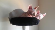 TICA Registered Sphynx Kittens For Adoption