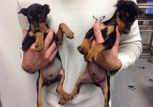 Amazing Miniature Pinscher puppies available Image eClassifieds4u