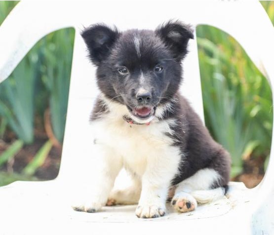 Border Collie puppies, (boy and girl) Image eClassifieds4u