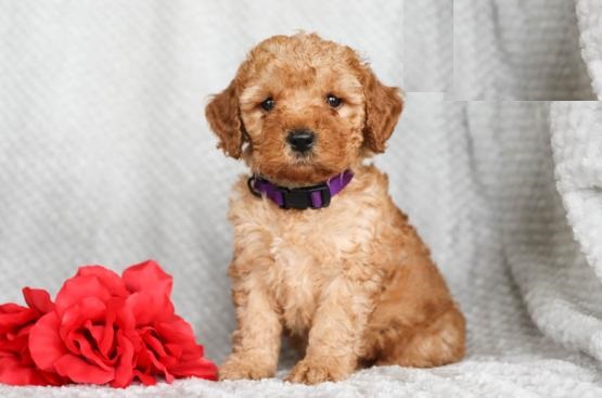 Co.ckapoo puppies, (boy and girl) Image eClassifieds4u