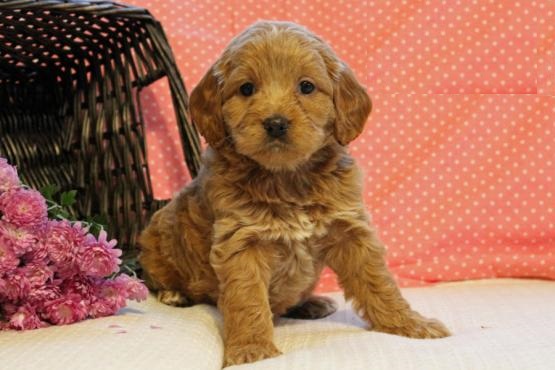 Co.ckapoos,2 left. Image eClassifieds4u