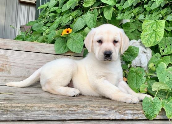 Labrador Retrievers,2 left. Image eClassifieds4u