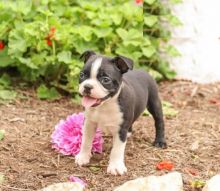 Boston Terriers,2 left. Image eClassifieds4U