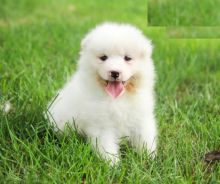 Samoyed puppies for adoption Image eClassifieds4U