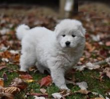 Samoyeds,2 left. Image eClassifieds4U
