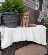 Shiba Inu puppies, (boy and girl) Image eClassifieds4U