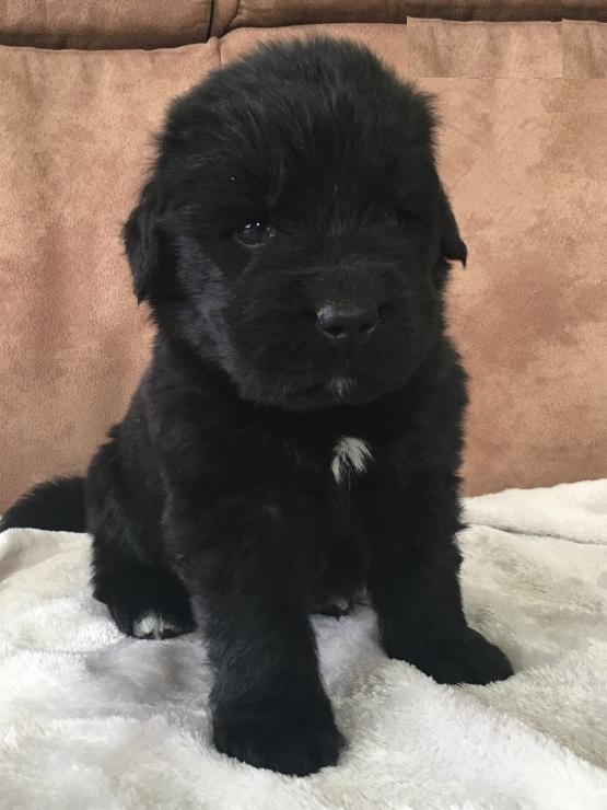 Newfoundlands,2 left. Image eClassifieds4u