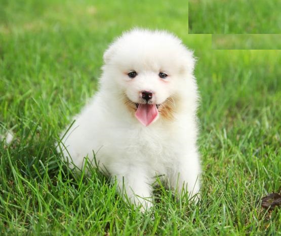 Samoyed puppies for adoption Image eClassifieds4u