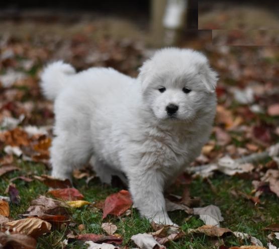 Samoyeds,2 left. Image eClassifieds4u
