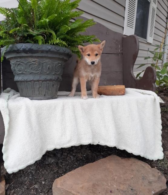 Shiba Inu puppies, (boy and girl) Image eClassifieds4u