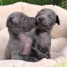 Adorable Italian Greyhound Puppies available (mccauley.cauley@gmail.com)