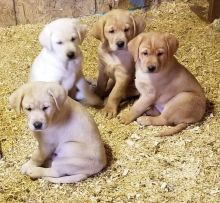 Adorable Labrador Retriever Puppies Available For Sale