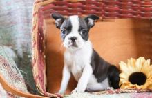 Boston Terrier puppies, (boy and girl)