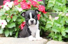 Boston Terrier puppies for adoption
