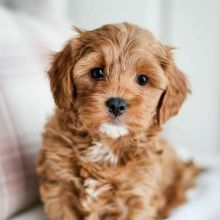 CAVAPOO PUPPIES