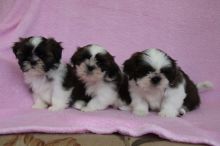 csfdg Shih Tzu Puppies