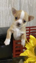 Cute and Lovely Chihuahua Puppies Ready For Adoption(lindsayurbin@gmail.com)