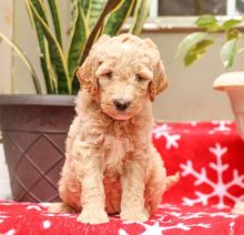 Golden Doodle Puppies for sale