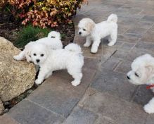 Healthy Bichon Frise Puppies available now