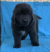 Newfoundland puppies