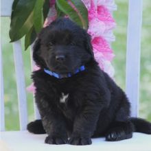 Newfoundland puppies, (boy and girl)