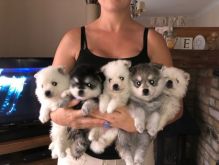 Pomsky puppies