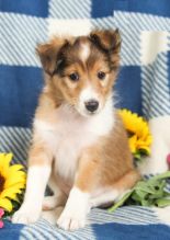 Sheltie puppies, (boy and girl)
