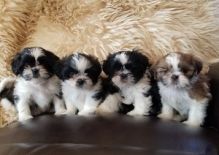Shih Tzu Puppies