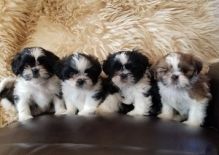 Shih Tzu Puppies