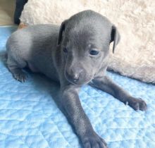 Super adorable Italian Greyhound Puppies available (mccauley.cauley@gmail.com)