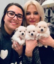White Pomeranian puppies for sale