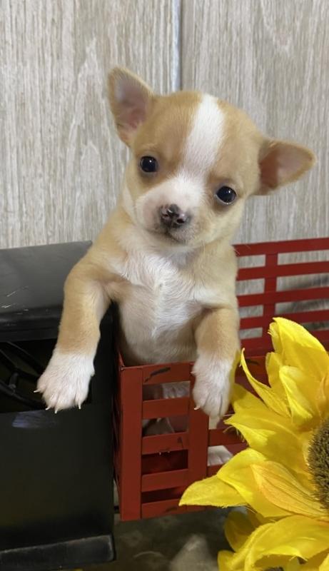 Adorable Chihuahua Puppies(lindsayurbin@gmail.com) Image eClassifieds4u