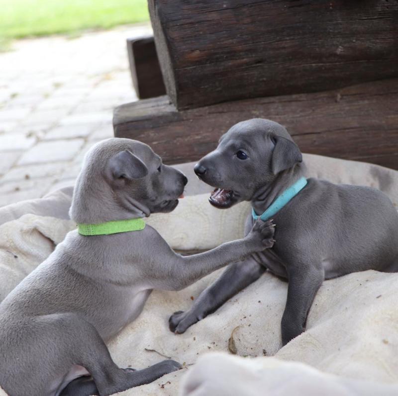 Charming Italian Greyhound puppies for adoption(mccauley.cauley@gmail.com) Image eClassifieds4u