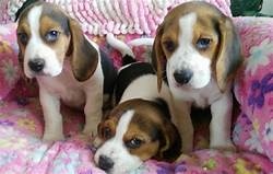 jhhgtg jjii Beagle Puppies Available For Sale Image eClassifieds4u