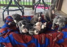 Beautiful Staffordshire Puppies available. Image eClassifieds4U