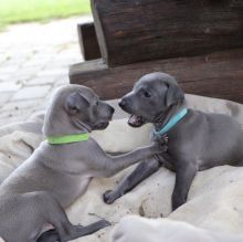 Charming Italian Greyhound puppies for adoption(mccauley.cauley@gmail.com) Image eClassifieds4U