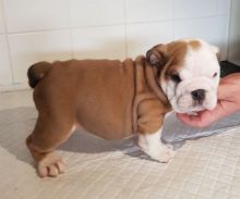 ENGLISH BULLDOG PUPPIES Image eClassifieds4U