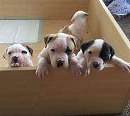 kjjggftr hjjh American bulldog Puppies Available For Sale Image eClassifieds4U