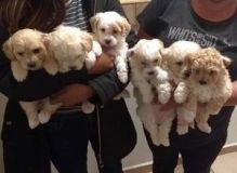 Maltipoo Puppies Ready Now Image eClassifieds4U