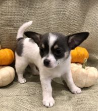 two amazing chihuahua puppies(lindsayurbin@gmail.com) Image eClassifieds4u 1