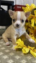 Two beautiful purebred Chihuahua puppies(lindsayurbin@gmail.com) Image eClassifieds4u 2
