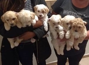 Maltipoo Puppies Ready Now Image eClassifieds4u
