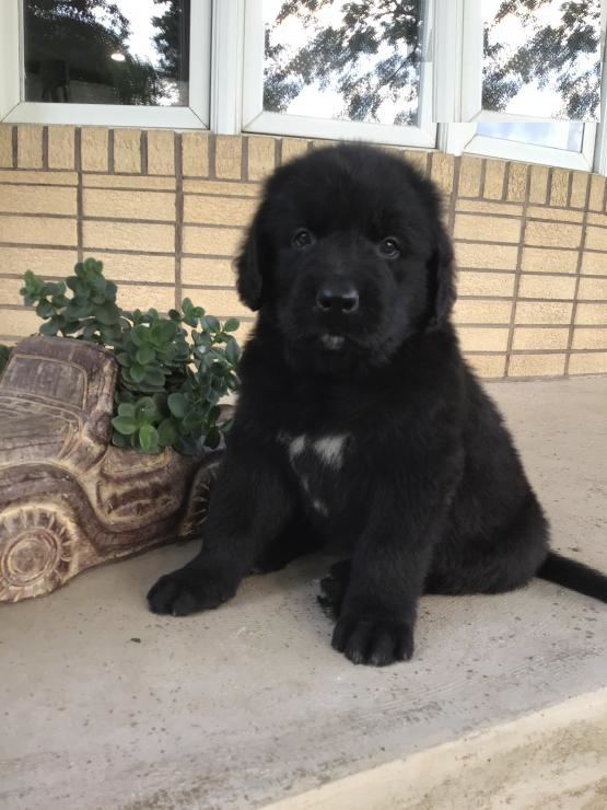 Newfoundland puppies for adoption Image eClassifieds4u