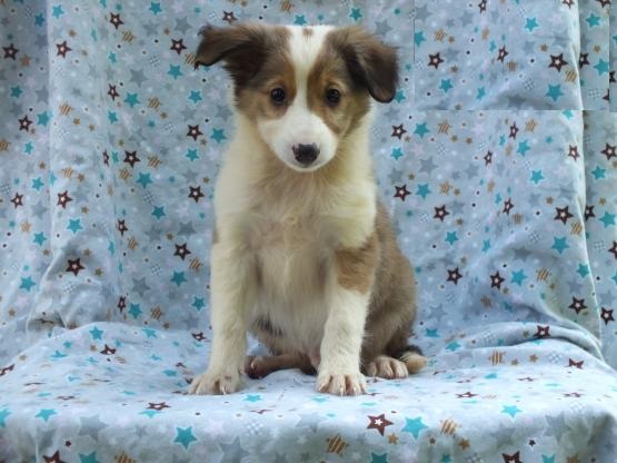 Sheltie puppies for adoption Image eClassifieds4u