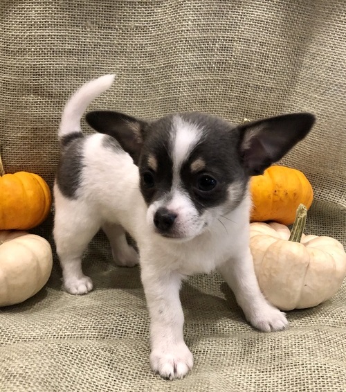 two amazing chihuahua puppies(lindsayurbin@gmail.com) Image eClassifieds4u