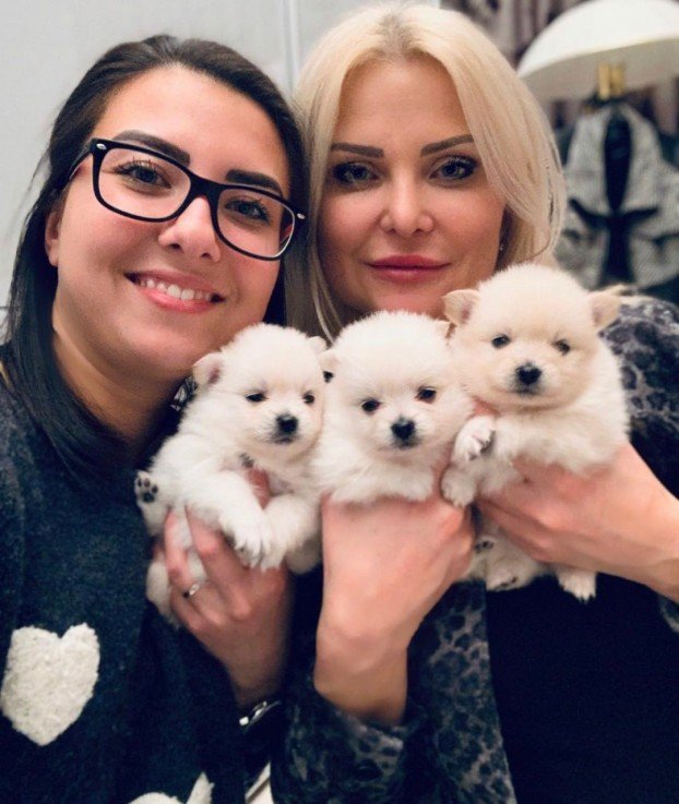 White Pomeranian puppies for sale Image eClassifieds4u